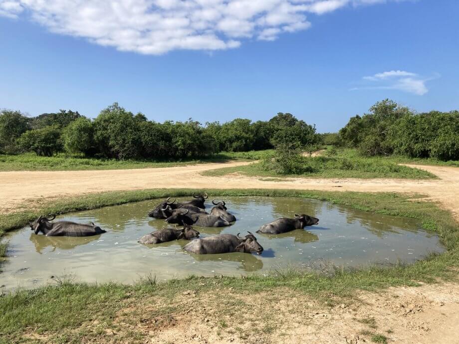 Yala National Park